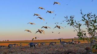 SHOT 90 IN 30 MINUTES SPECKS AND DUCKS [upl. by Maroney367]