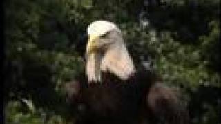 American Bald Eagles [upl. by Kellyn]