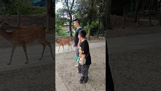 鹿はとても穏やかな性格です🦌  Nara park amp Deer was amazing  Deer in Nara Park🇯🇵  japan shorts animals [upl. by Noevart]