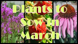 10 Native Plants to Sow in March [upl. by Januarius224]