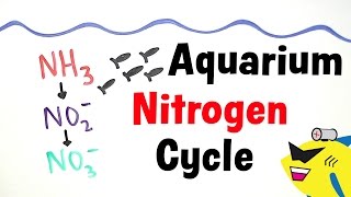 The Aquarium Nitrogen Cycle [upl. by Dibrin]