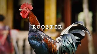 JJ Grey amp Mofro  Rooster Official Lyric Video [upl. by Lyckman]