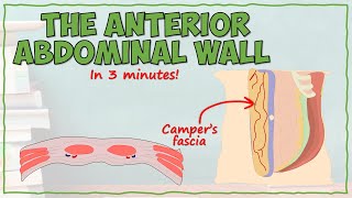 The Anterior Abdominal Wall [upl. by Amie]