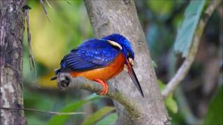 Birds of Borneo [upl. by Notsirhc]