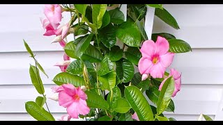 Tips For Growing Mandevilla Vine [upl. by Vinita]