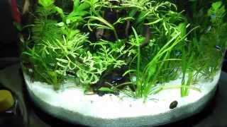 Otocinclus affinis  Aquarium Happy [upl. by Auoh]