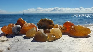 MASSIVE Agate Haul at Damon Point  Washington Coast Rockhounding [upl. by Adall778]