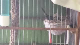 Breeding Bullfinch Female preparing nest [upl. by Wyatan]