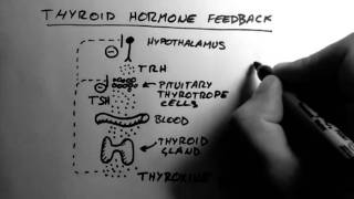 Thyroid Hormone 2  Feedback [upl. by Karilynn]