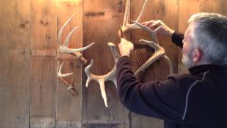 Shed Antler Display Straps  showtinescom [upl. by Hadihahs560]