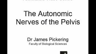 Autonomic Nerves of the Pelvis [upl. by Mikah992]