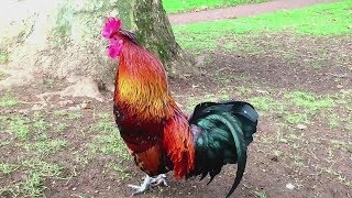 47 Imperessive rooster crowing in the morning compilations 2018  Chant du Coq [upl. by Chrisy806]