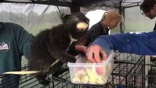 Layla the baby binturong enjoys some lunch [upl. by Ikiv]