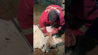 Rambouillet sheep shearing 2022 MOA Spring newsletter [upl. by Sivet]