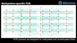 Methylationspecific PCR [upl. by Estus]