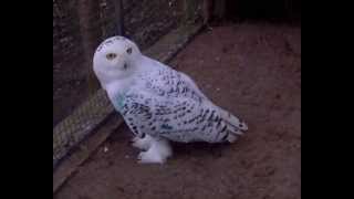 Snowy Owl quotHedwigquot turns his head [upl. by Rawley]