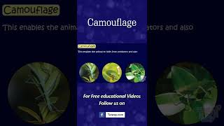 Camouflage  Animal Camouflage  Animal Adaptations  Science shorts [upl. by Aikam159]