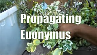 Propagating Euonymus Shrubs  How To Propagate Plants [upl. by Urbain438]