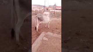 khubsurat gayon ki 🙏 video 🐂 [upl. by Lenad]