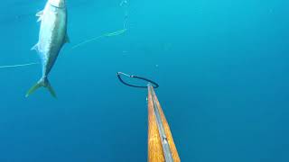 Smooth Hammerhead Sphyrna zygaena at Maroubra NSW [upl. by Erny]