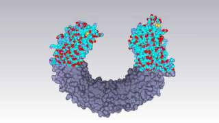 Molecular surface of tolllike receptor [upl. by Doraj]