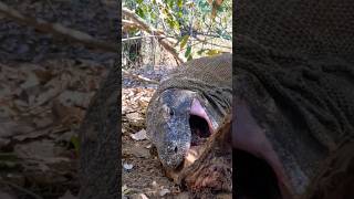 Big Komodo trying to slurp a whole bone😱😱 [upl. by Ainessej]