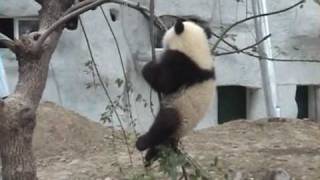 Baby Panda Bear falls out of Tree [upl. by Ahdar]