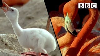 How baby flamingos get their pink colour  Animal Super Parents  BBC [upl. by Hamon]