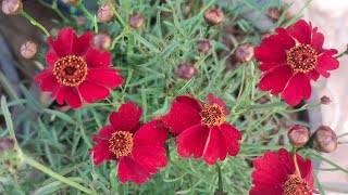 How to grow coreopsis flowering plantscare of coreopsis flowering plantsGreen Garden Gujarat [upl. by Jannery]