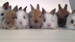 Fur Real Play Baby Bunnys [upl. by Tyne284]