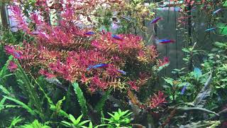 Look how Rotala macrandra grow under the TRIPLEH TS Series Aquarium LED Light [upl. by Reivad]