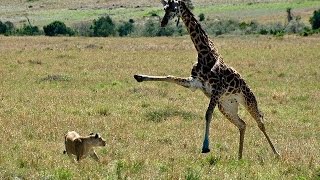 Giraffe kills lion Giraffe attacks lion pride and kicks one of them to death [upl. by Seek]