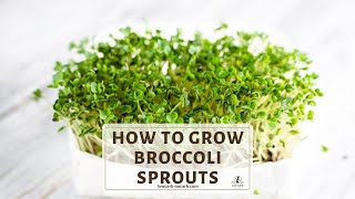 How To Grow Broccoli Sprouts [upl. by Oman922]