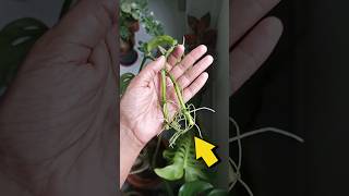 How to propagate Monstera adansonii  plants propagation monstera [upl. by Pudens]