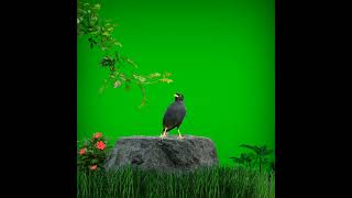 green screen bird [upl. by Leitman240]