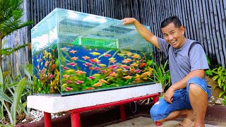 Tetra Fish Breeding at Home in an Easy Way using a 100gallon Aquarium [upl. by Yarak]