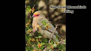 Redfaced Mousebirds calling [upl. by Harlene424]