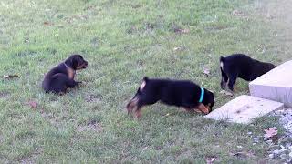 Mini Rottweiler Puppies For Sale [upl. by Ede266]