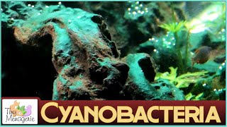 Cyanobacteria Bluegreen Algae  About and How to Get Rid of It [upl. by Schlesinger]