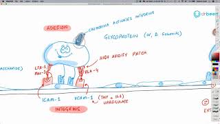 Inflammation Part 2  Leukocyte ExtravasationRecruitment [upl. by Leahcimrej49]