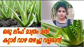 How to grow aloe vera from leaf or stem in malayalam  plant and grow alove vera at home [upl. by Asselam]