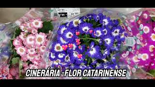 CINERÁRIA FLOR CATARINENSE vídeo youtubevideos cineraria flor flordelicada [upl. by Valleau]