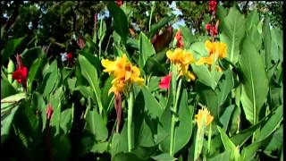 Cannas at the Studio Garden [upl. by Jaclin626]