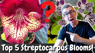 My Favourite STREPTOCARPUS Blooms Top 5 [upl. by Ahsinauq]