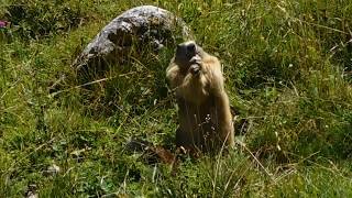 Marmotte dans le parc de la Vanoise [upl. by Lunt]