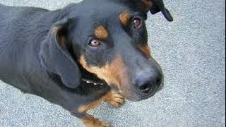 Beauceron [upl. by Strade661]