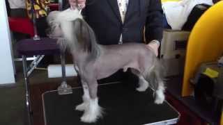 Chinese Crested a Fascinating Hairless Dog Breed [upl. by Sandstrom800]