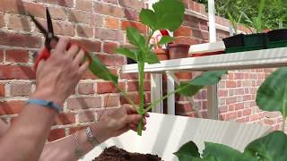 How to take Dahlia cuttings  have the confidence to try [upl. by Tuesday189]