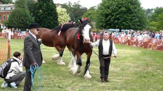 Hertfordshire Heavy Horse Show June 2011 at Capel Manor College Parading Shire Horses in HandMOV [upl. by Ahsatal188]