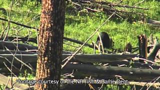 Bears on the White Mountain National Forest [upl. by Belloir]